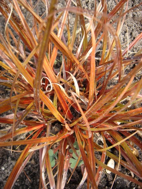 Uncinia rubra
